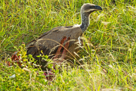 African Vulture bird with prey in natureの写真素材