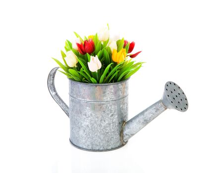 Zinc watering can with colorful tulips over white backgroundの写真素材