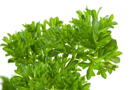 plant of parsley in closeup over white backgroundの写真素材
