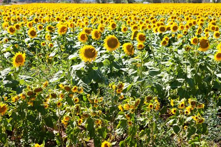 Field with sun flowers in the south of Franceの写真素材