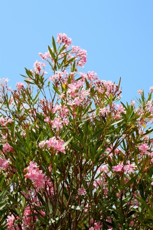 Pink Oleander flowers against blue skyの写真素材