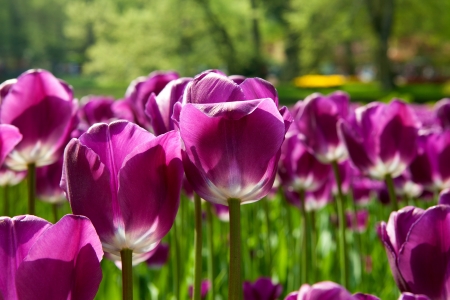 Purple Dutch tulip "Tulipa" flower in closeupの写真素材