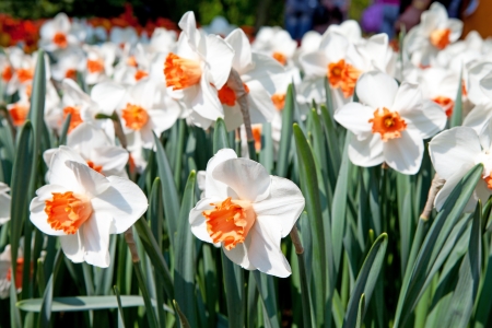 White Daffodil flowers out Narcissus family in closeupの写真素材