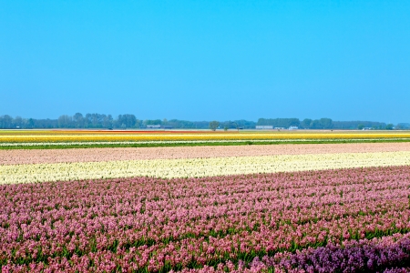 Dutch bulb field of pink and colorful hyacinths 
の写真素材