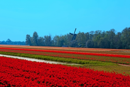 Dutch bulb field with red tulips and windmillの写真素材