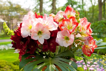 Beautiful Amaryllis flowers in closeup Amaryllidaceaeの写真素材