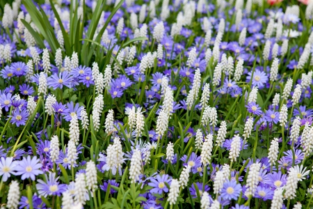 Field with white Muscari botryoides and purple Myosotis in closeupの写真素材