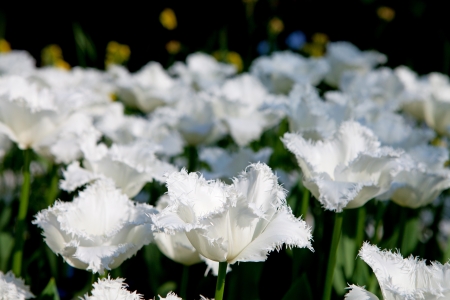 White Dutch tulips with jagged edge in closeupの写真素材
