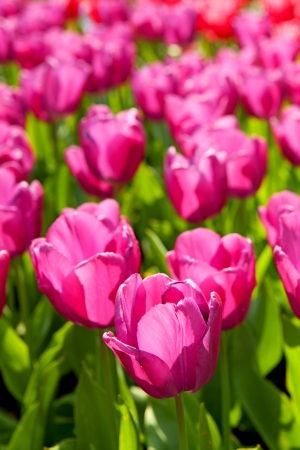 Field with pink Dutch tulips in closeupの写真素材