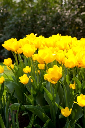 Yellow Dutch tulip "Tulipa" flower in closeupの写真素材
