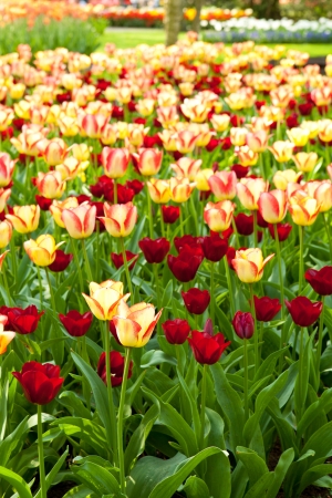 Field with colorful Dutch tulips in garden of Keukenhof Lisseの写真素材