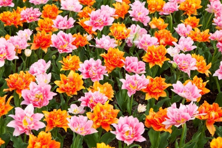 Wallpaper with colorful Dutch tulips in closeupの写真素材