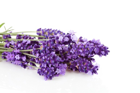 Bunch of picked lavender over white backgroundの写真素材
