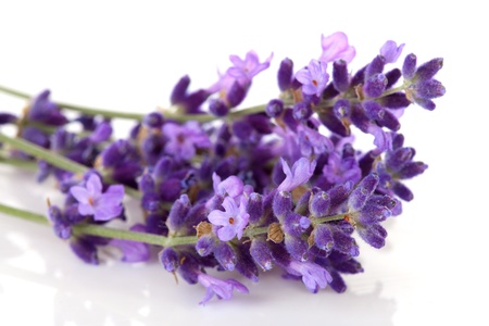 Lavender flower in closeup over white backgroundの写真素材