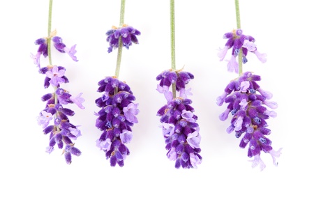 Four twigs of lavender flower over white backgroundの写真素材