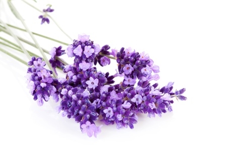 Lavender flower in closeup over white backgroundの写真素材