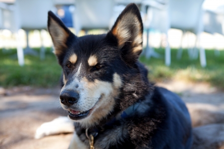 Portrait of husky dogの写真素材