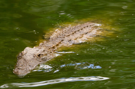 Crocodile is swimming in green waterの写真素材