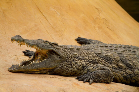 Crocodile is cooling down with mouth open の写真素材