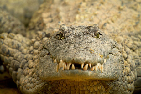 Head of crocodile in closeup focused on the eyesの写真素材