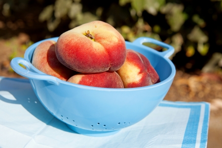 fresh peaches in blue colanderの写真素材