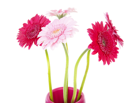 Pink Gerbera flowers in closeup over white backgroundの写真素材