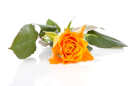 One orange roses over white backgroundの写真素材