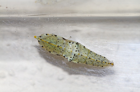 Cocoon of cabbage butterfly ( Pieris brassicae)の写真素材