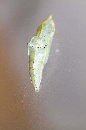 Cocoon of cabbage butterfly ( Pieris brassicae)の写真素材