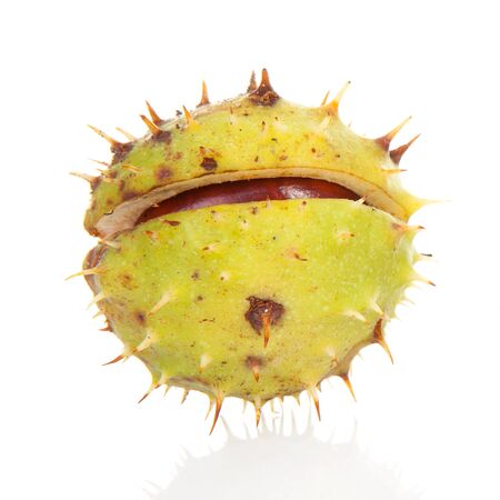 One spiky chestnut over white backgroundの写真素材
