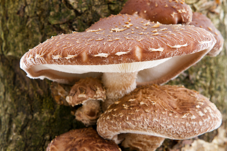 Tree trunk with Shiitake mushrooms in closeupの写真素材