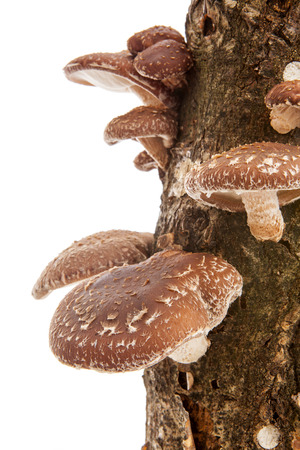 Tree trunk with Shiitake mushrooms over white backgroundの写真素材