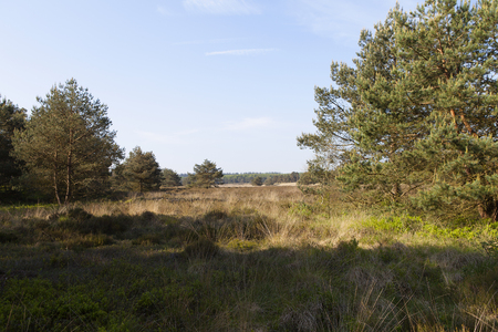 Dutch heather field in early spring on sunny dayの写真素材