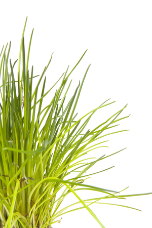 Bunch of fresh chives over white backgroundの写真素材