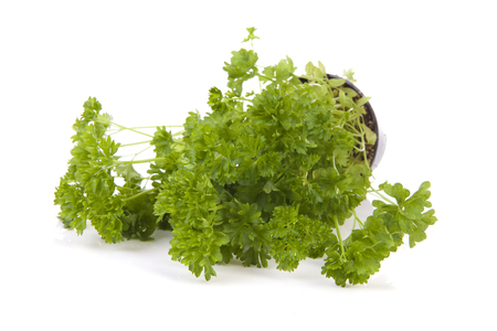 Fresh parsley plant over white backgroundの写真素材