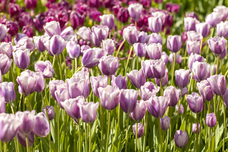 Field of Typical Dutch purple tulips in closeupの写真素材