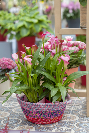 Pot with beautiful pink Calla flowersの写真素材