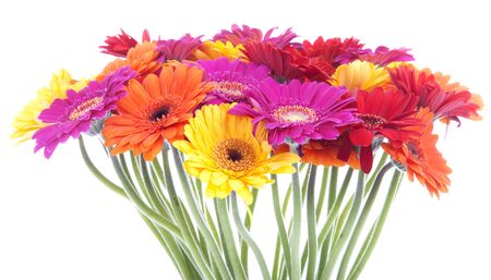 Bouquet of colorful Gerbera flowers on whiteの写真素材