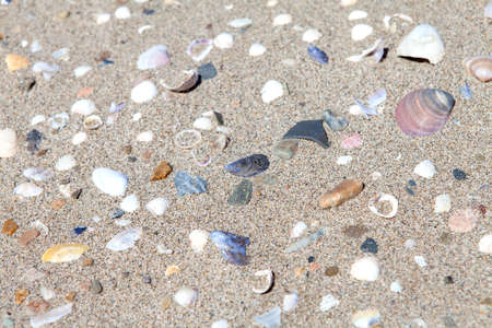Background of various shell in sandの写真素材