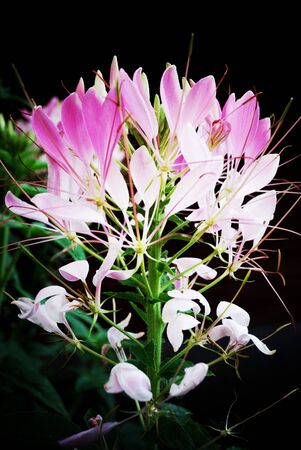 Flowerの写真素材