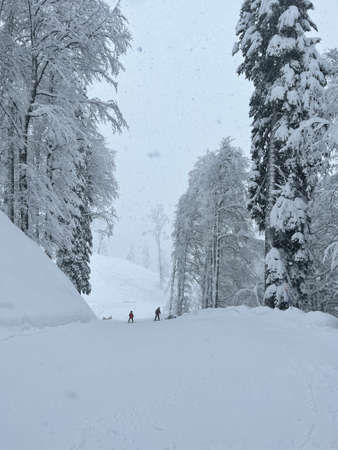 snow-covered trees in the mountainsの写真素材