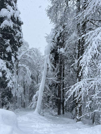 snow-covered trees in the mountainsの写真素材