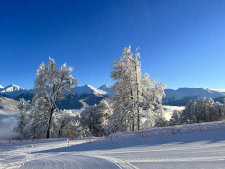 snow-covered trees in the mountainsの写真素材