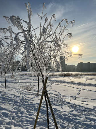 tree in the snowの写真素材