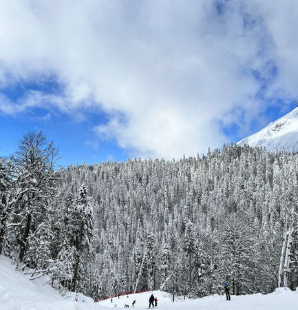 snow-covered trees in the mountainsの写真素材
