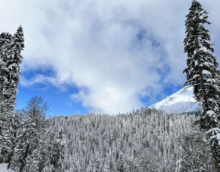 snow-covered trees in the mountainsの写真素材