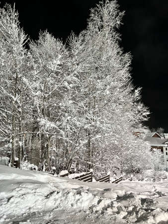 snow-covered tree at nightの写真素材
