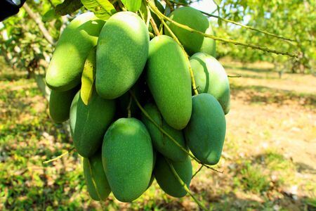 Thai green mango / Thai mangoの写真素材