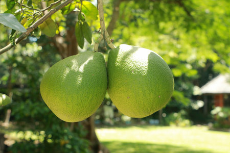 Grapefruit in Thailand