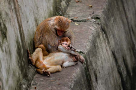Monkey family bonding at Pashupatinath Temple in Kathmandu, Nepalの写真素材